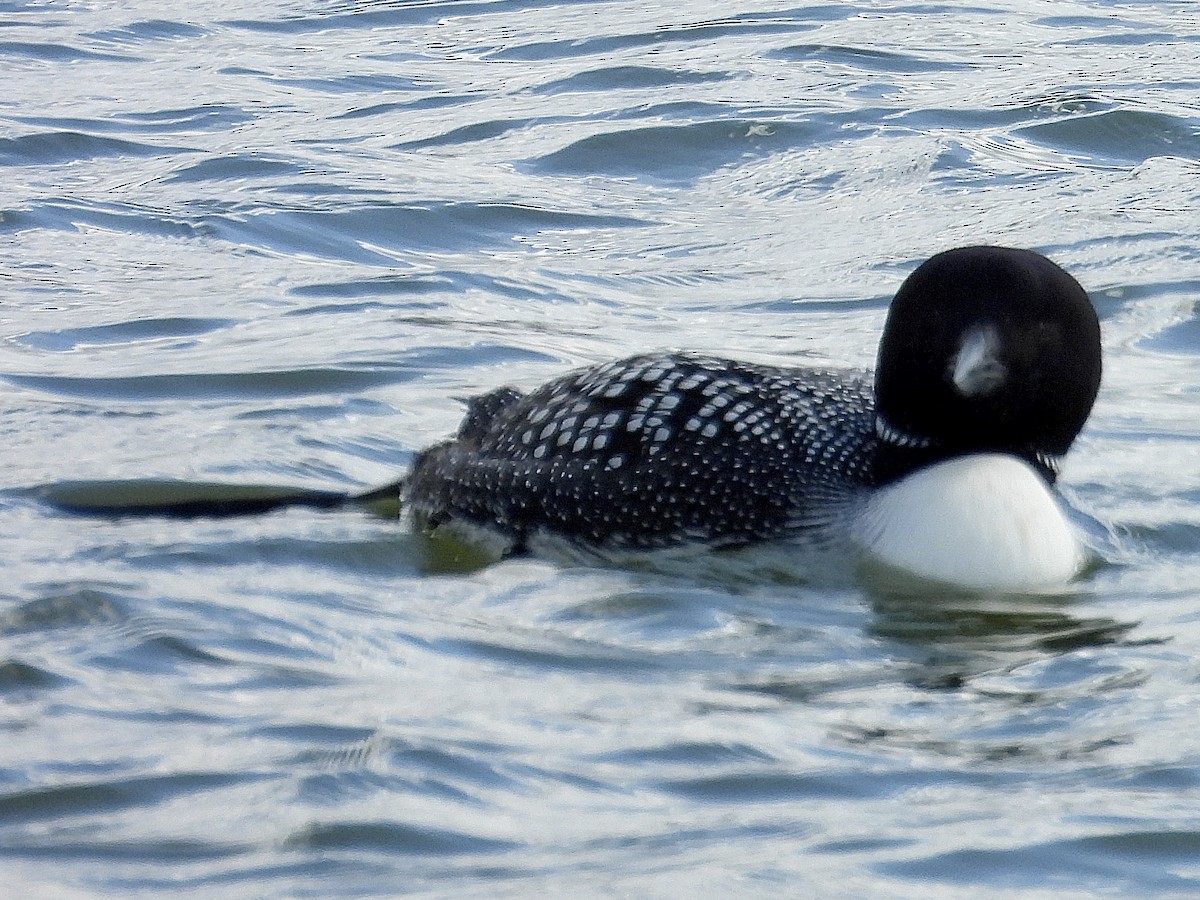 Common Loon - ML633482779