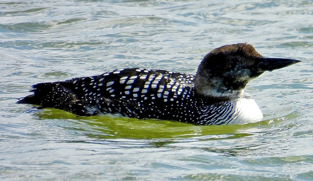 Common Loon - ML633482781
