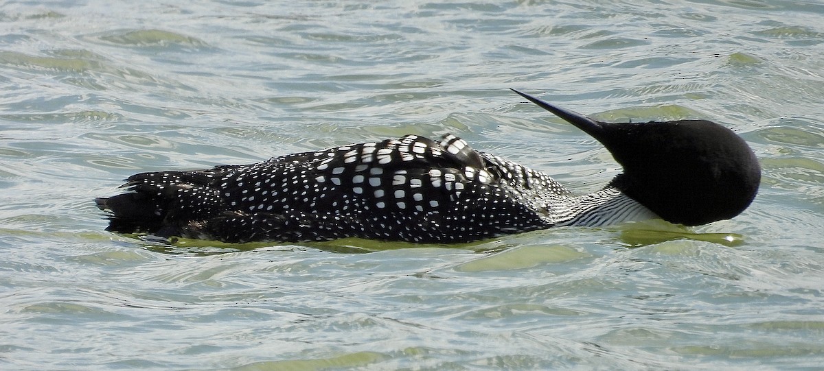 Common Loon - ML633482782
