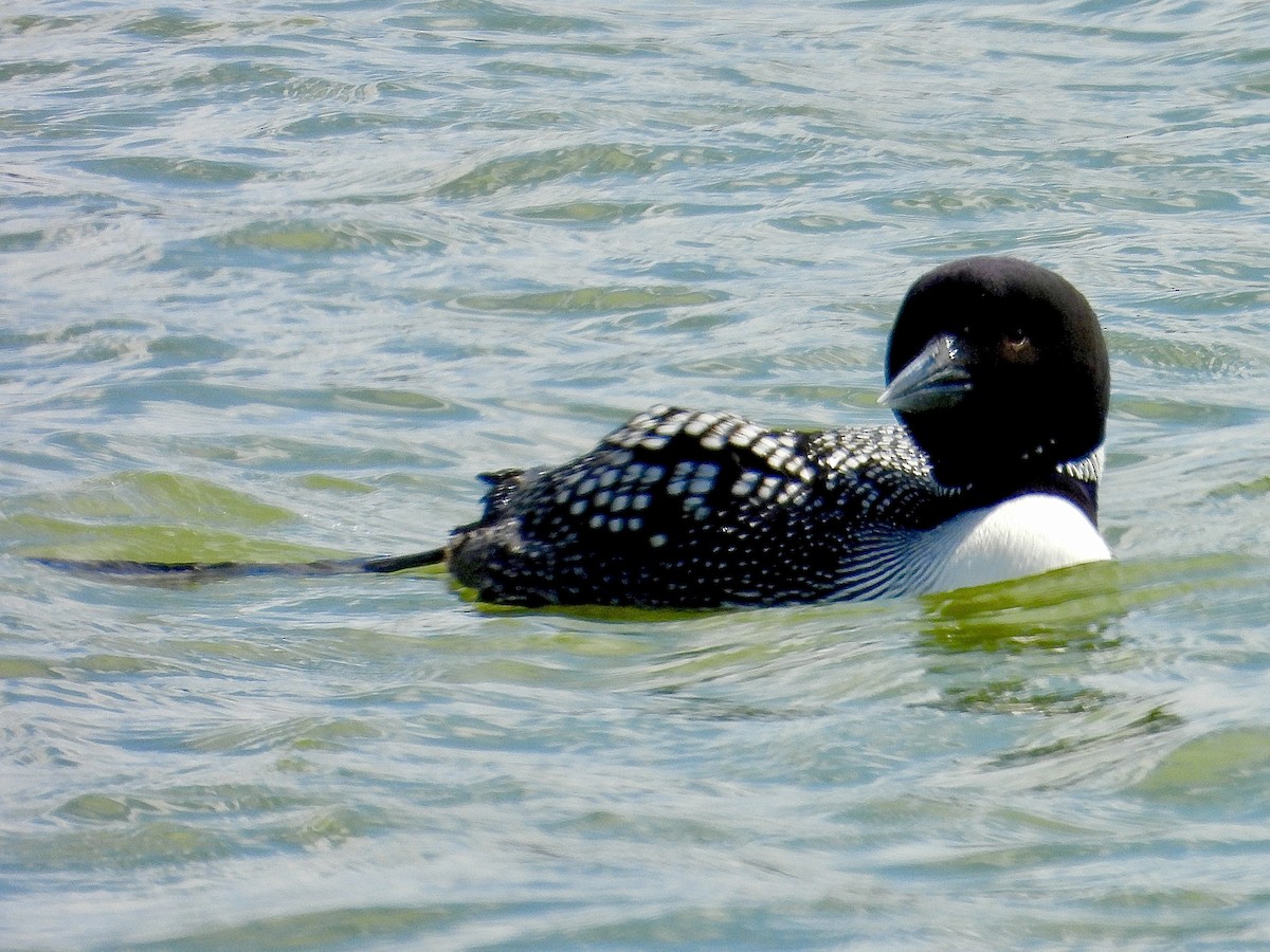 Common Loon - ML633482783