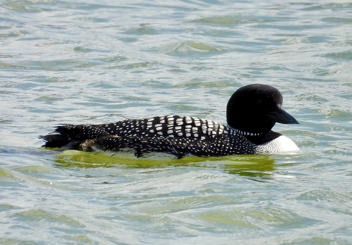 Common Loon - ML633482787