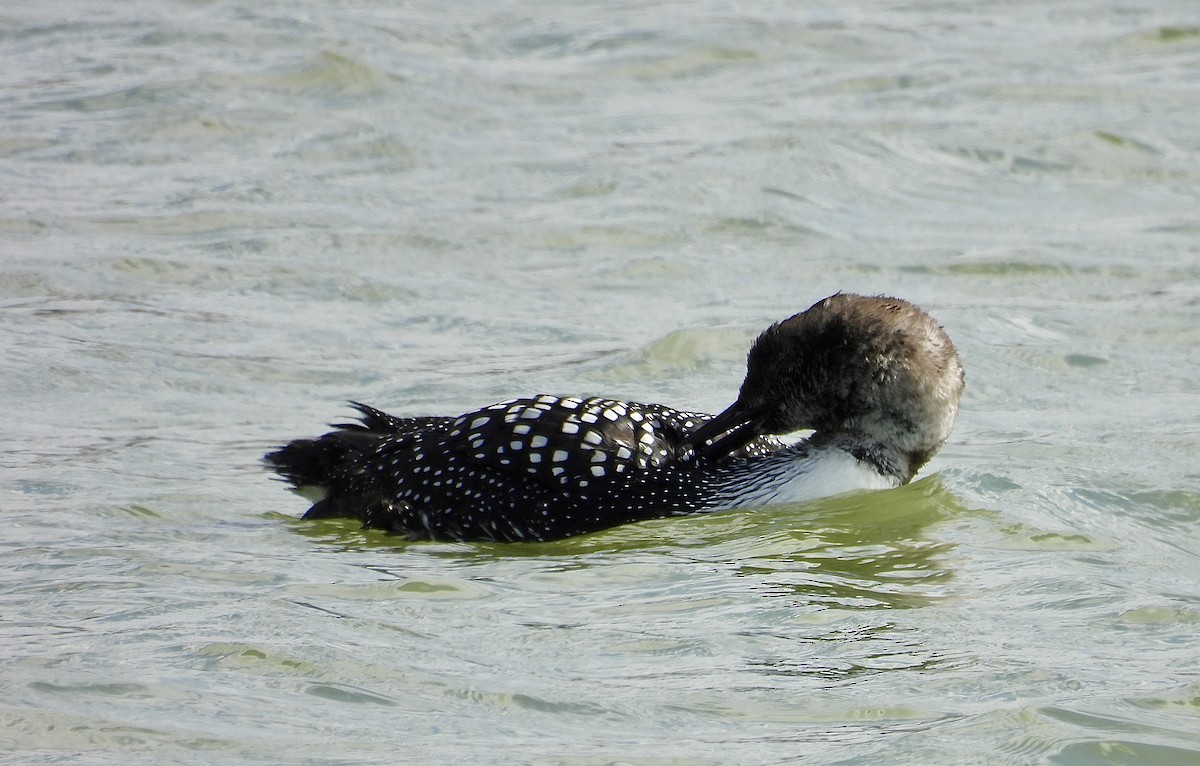 Common Loon - ML633482788