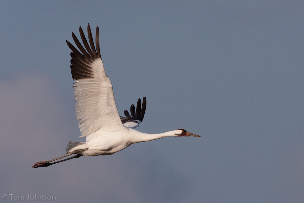 Whooping Crane - ML63348281