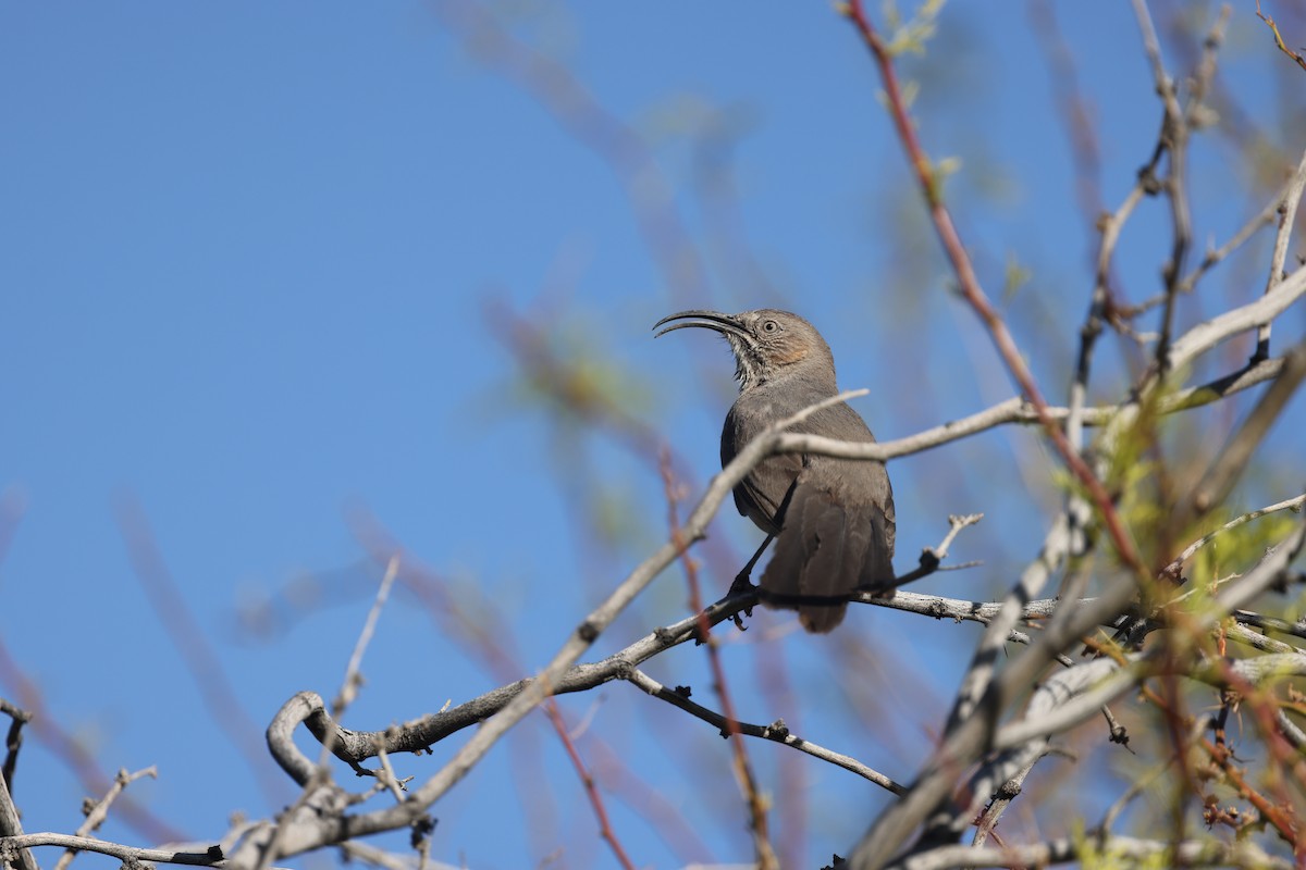 Crissal Thrasher - ML633482857