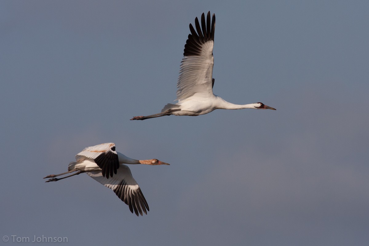 Whooping Crane - ML63348291