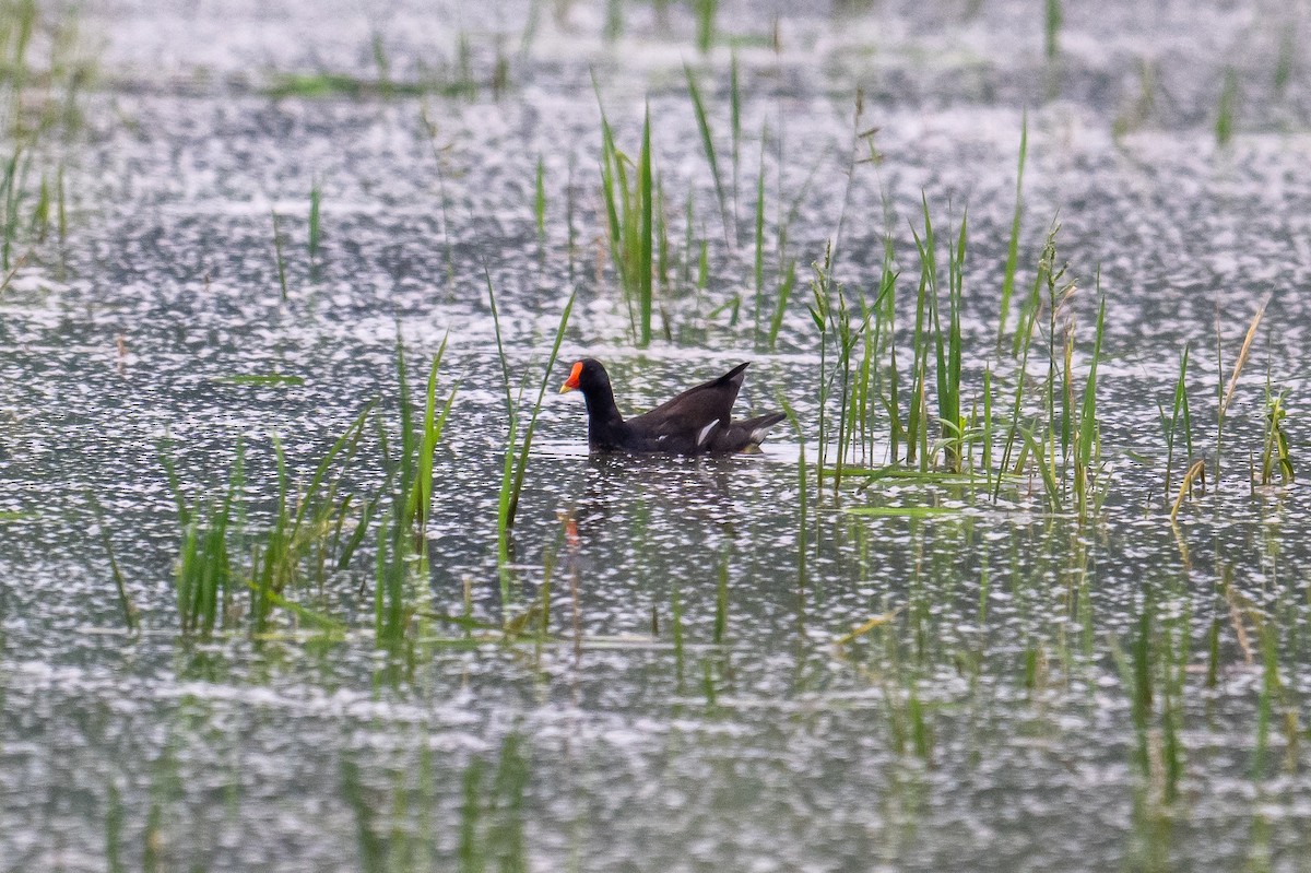 Хажилгат түнжүүр - ML633482979