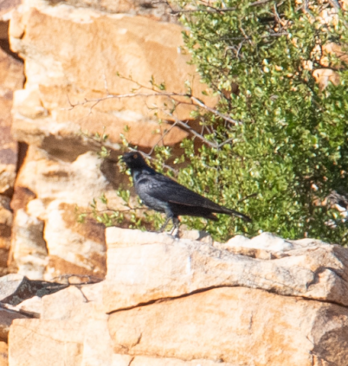 Pale-winged Starling - ML633483032