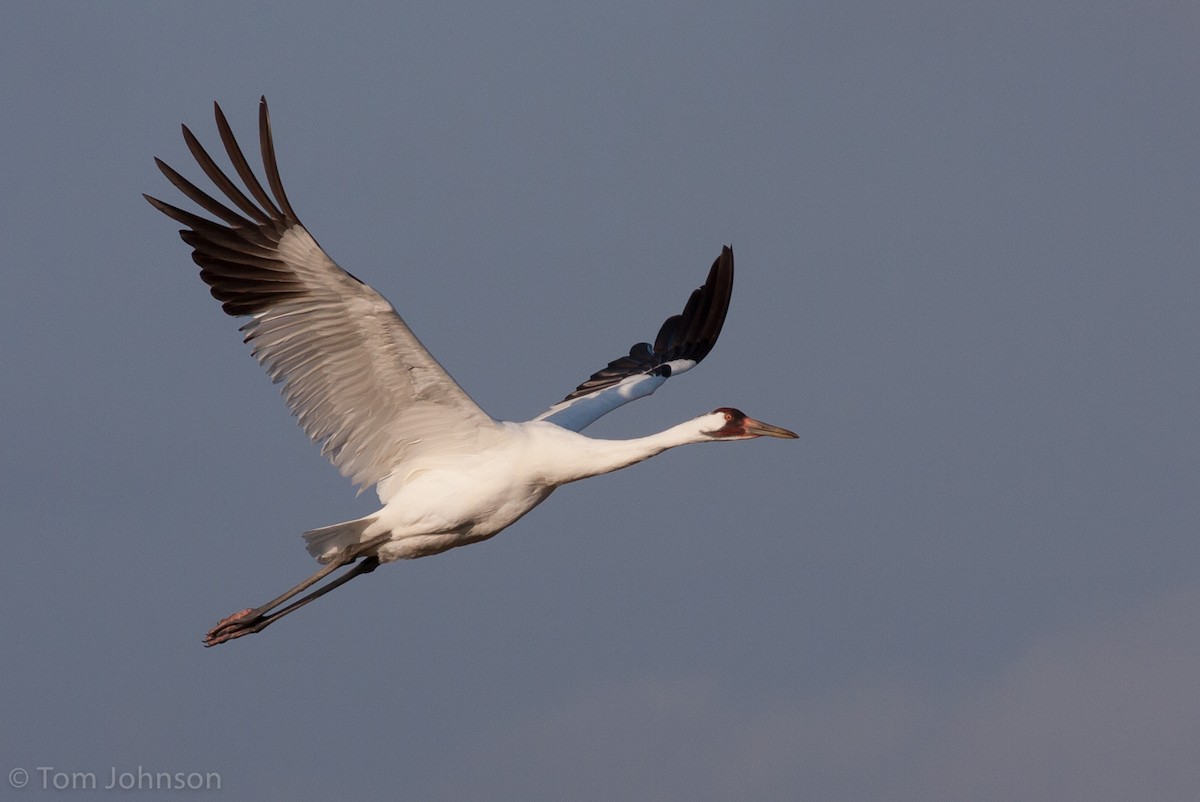 Whooping Crane - ML63348311