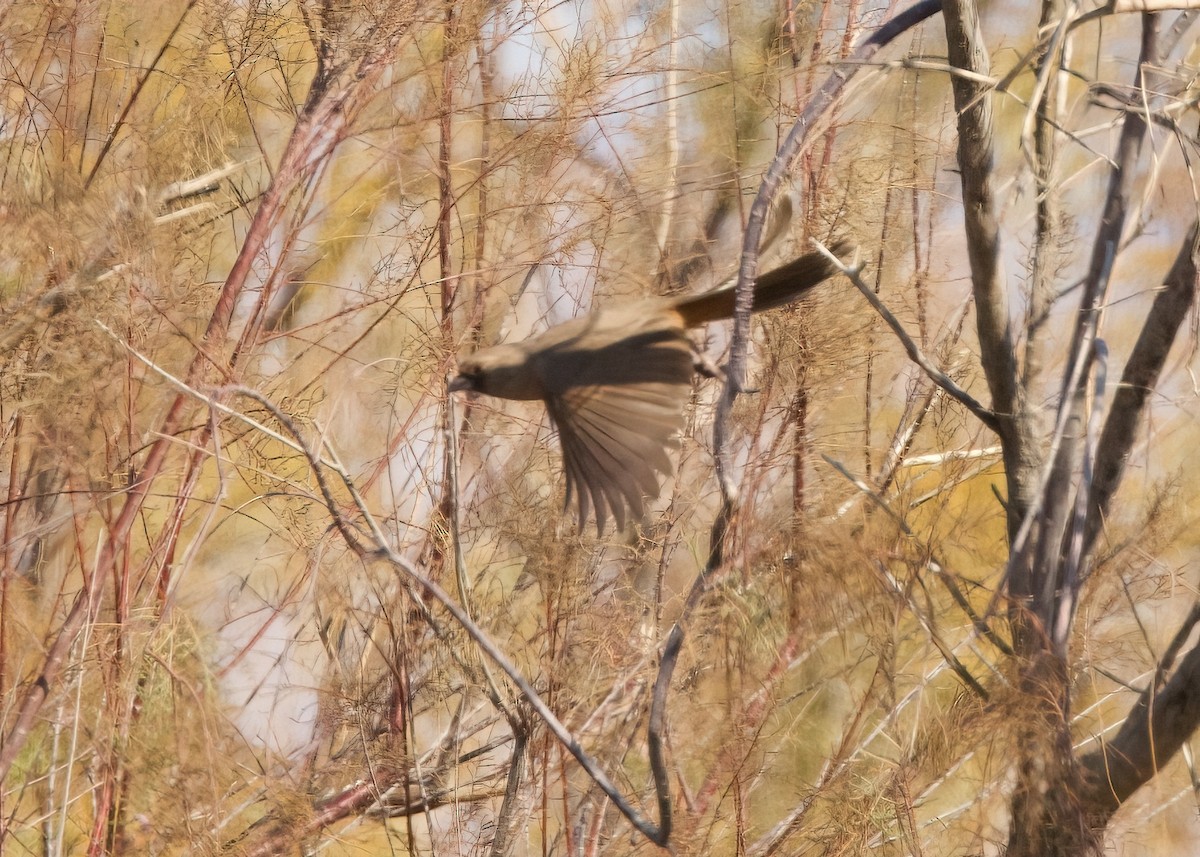 Abert's Towhee - ML633483114
