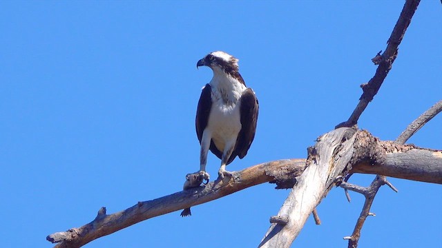 Falco pescatore - ML633483142