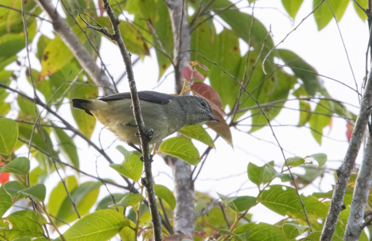 Fire-throated Flowerpecker - ML633483306