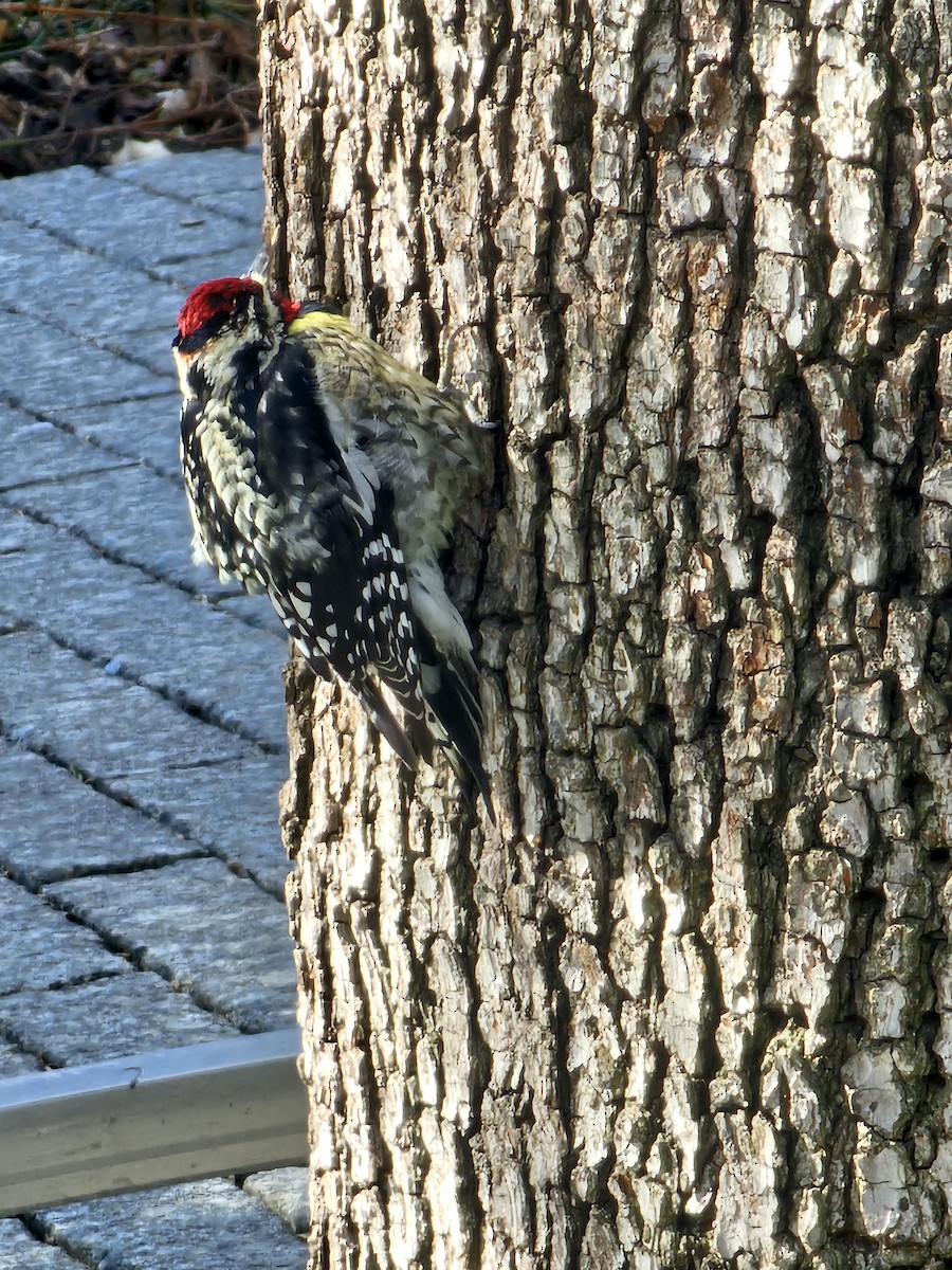 Yellow-bellied Sapsucker - ML633483383