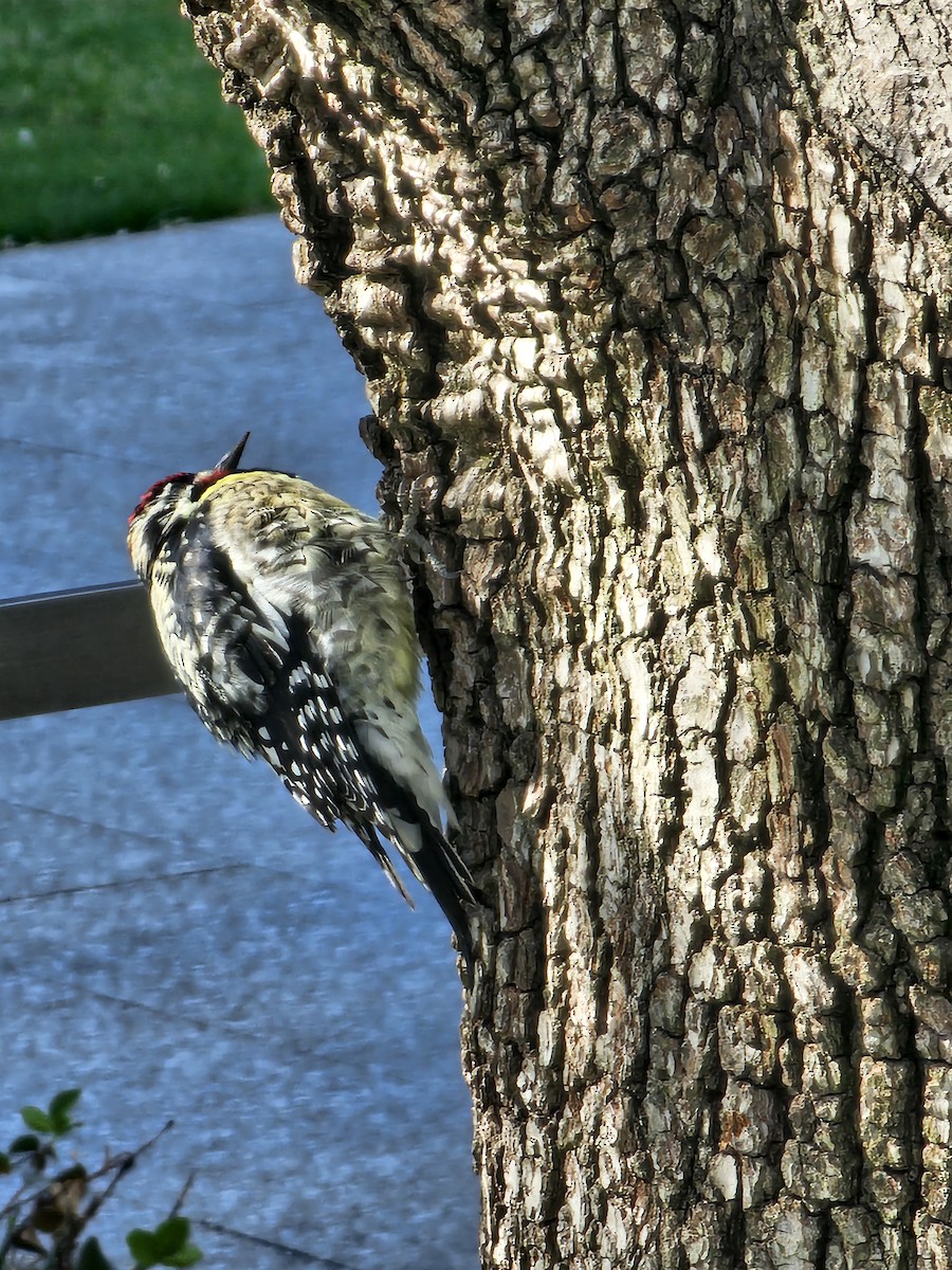 Yellow-bellied Sapsucker - ML633483384