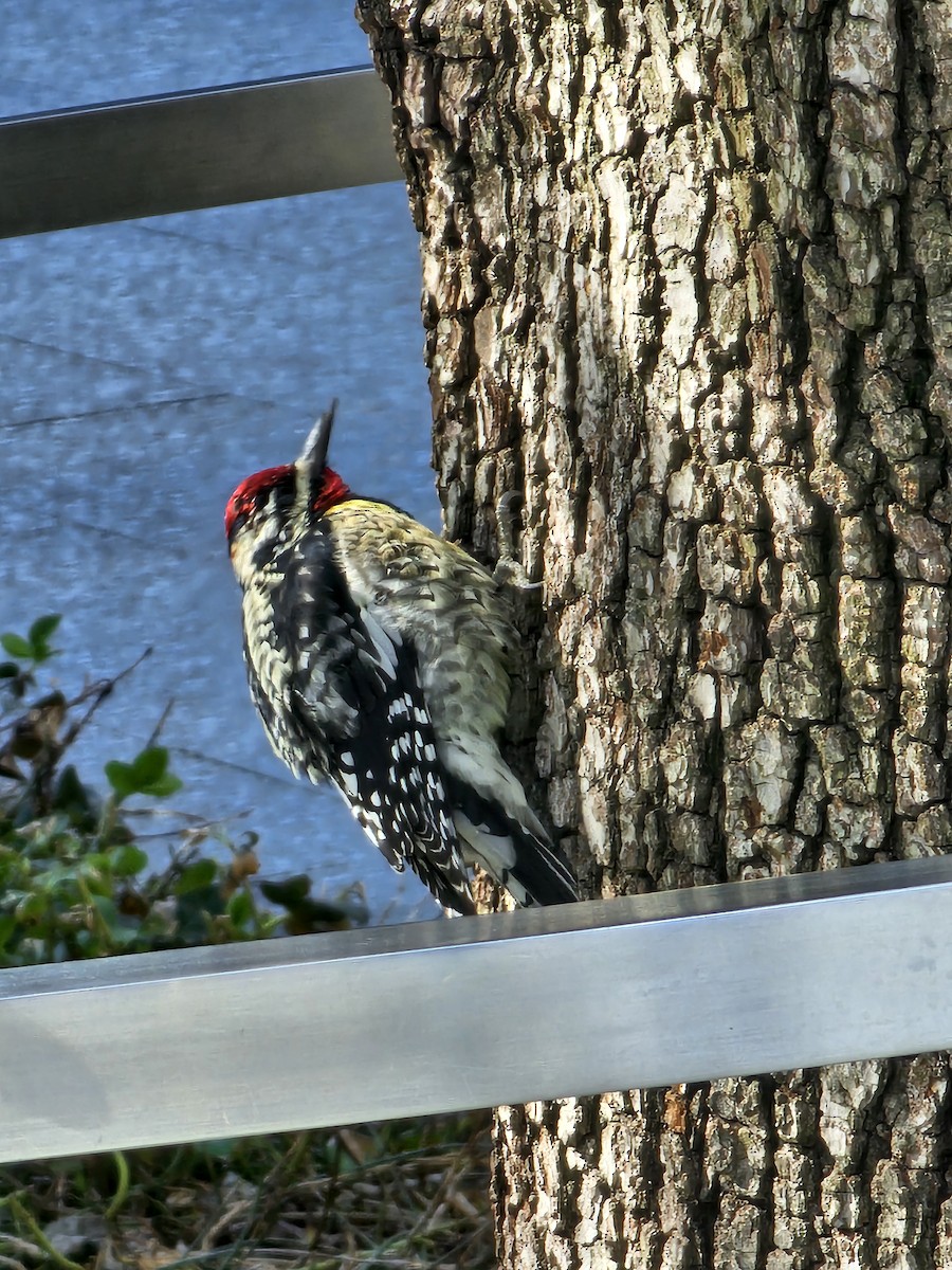 Yellow-bellied Sapsucker - ML633483385