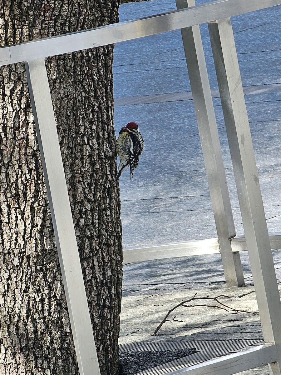 Yellow-bellied Sapsucker - ML633483386