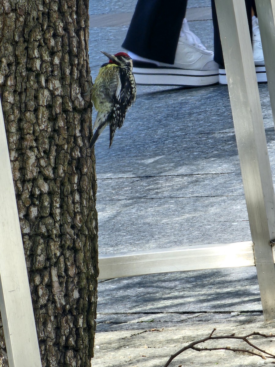 Yellow-bellied Sapsucker - ML633483387