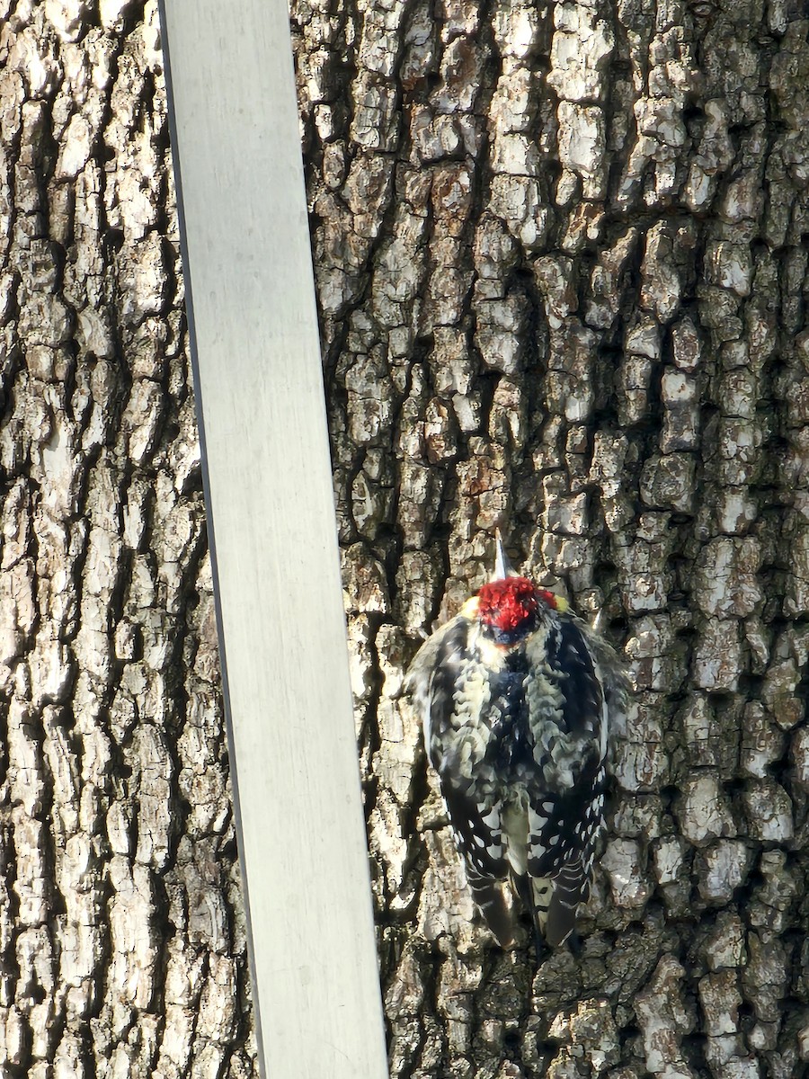 Yellow-bellied Sapsucker - ML633483388