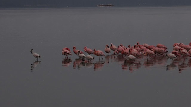 Flamant nain - ML633483563