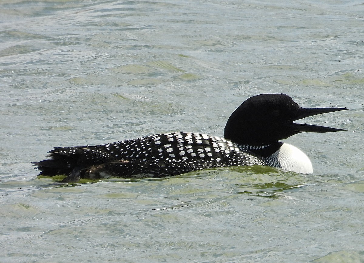 Common Loon - ML633483721
