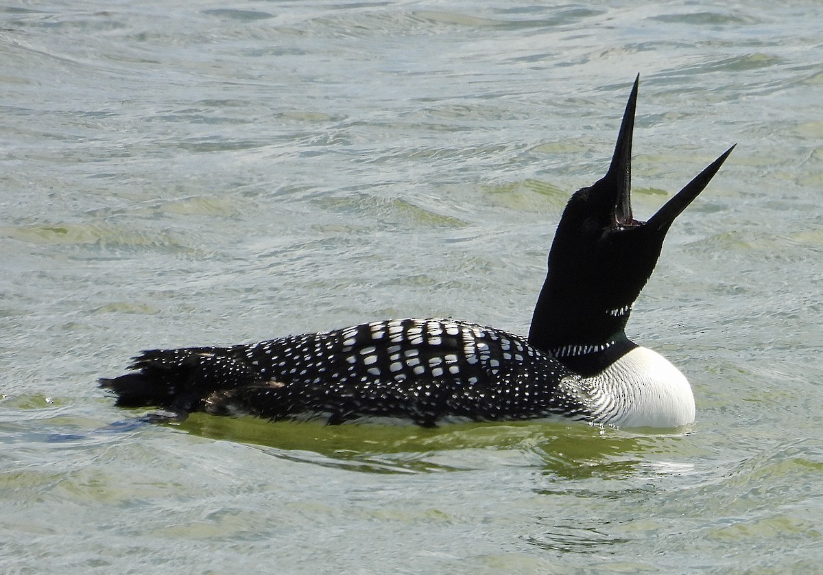 Common Loon - ML633483722