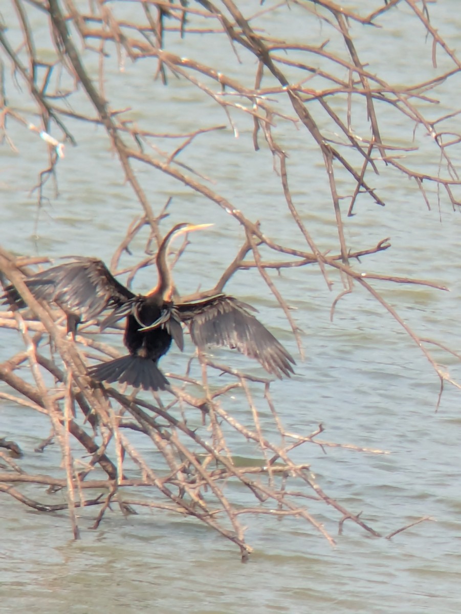 Oriental Darter - ML633483797