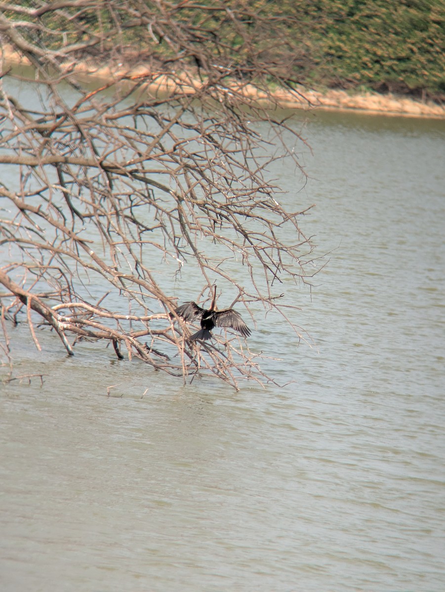 Oriental Darter - ML633483798