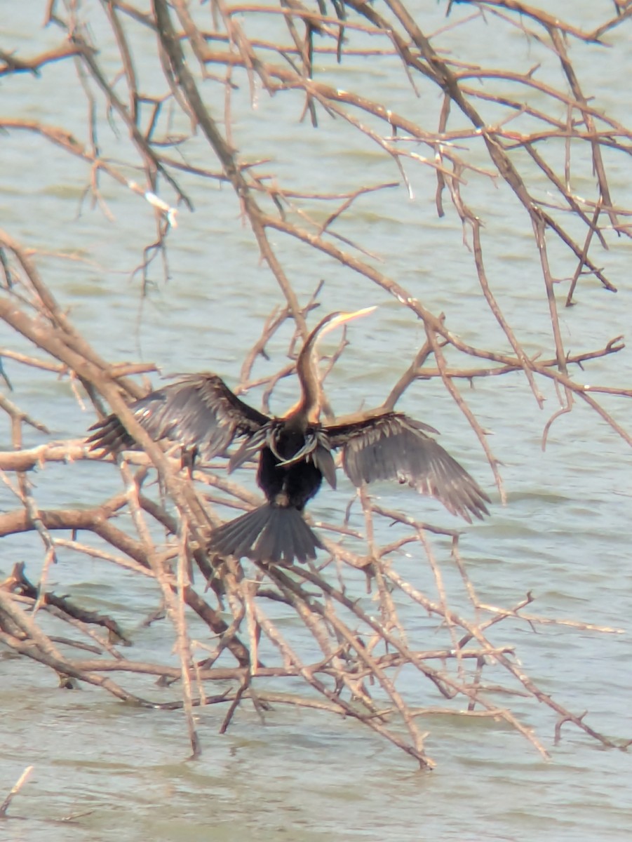 Oriental Darter - ML633483799