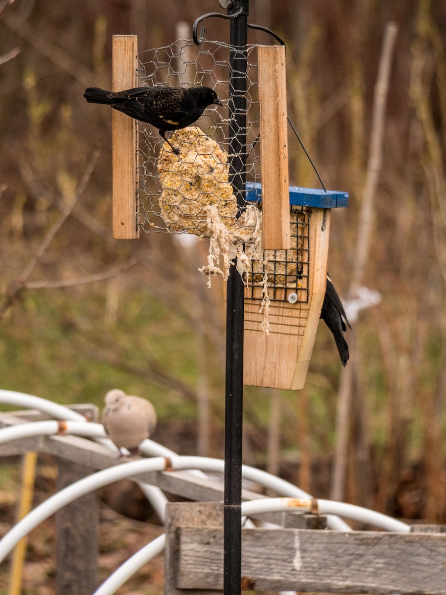 Red-winged Blackbird - ML633484052