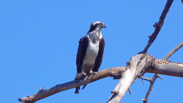 Falco pescatore - ML633484350