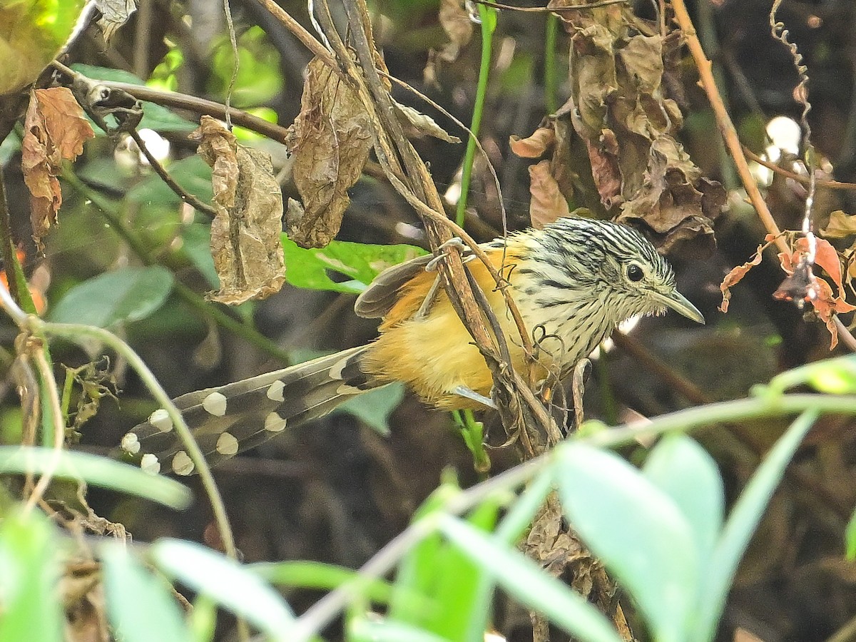 Santa Marta Antbird - ML633484352
