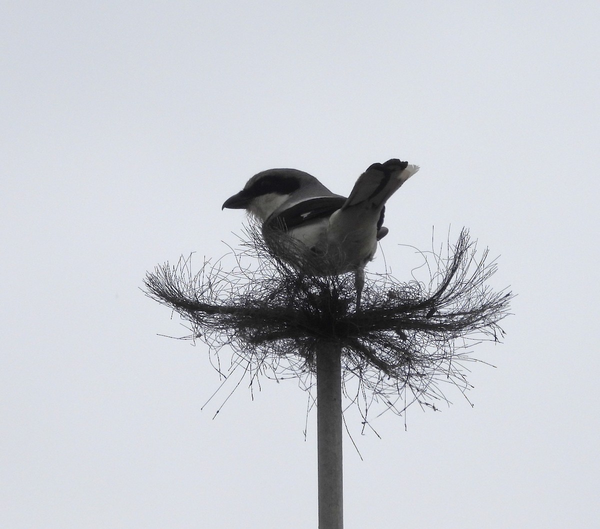 Loggerhead Shrike - ML633484426