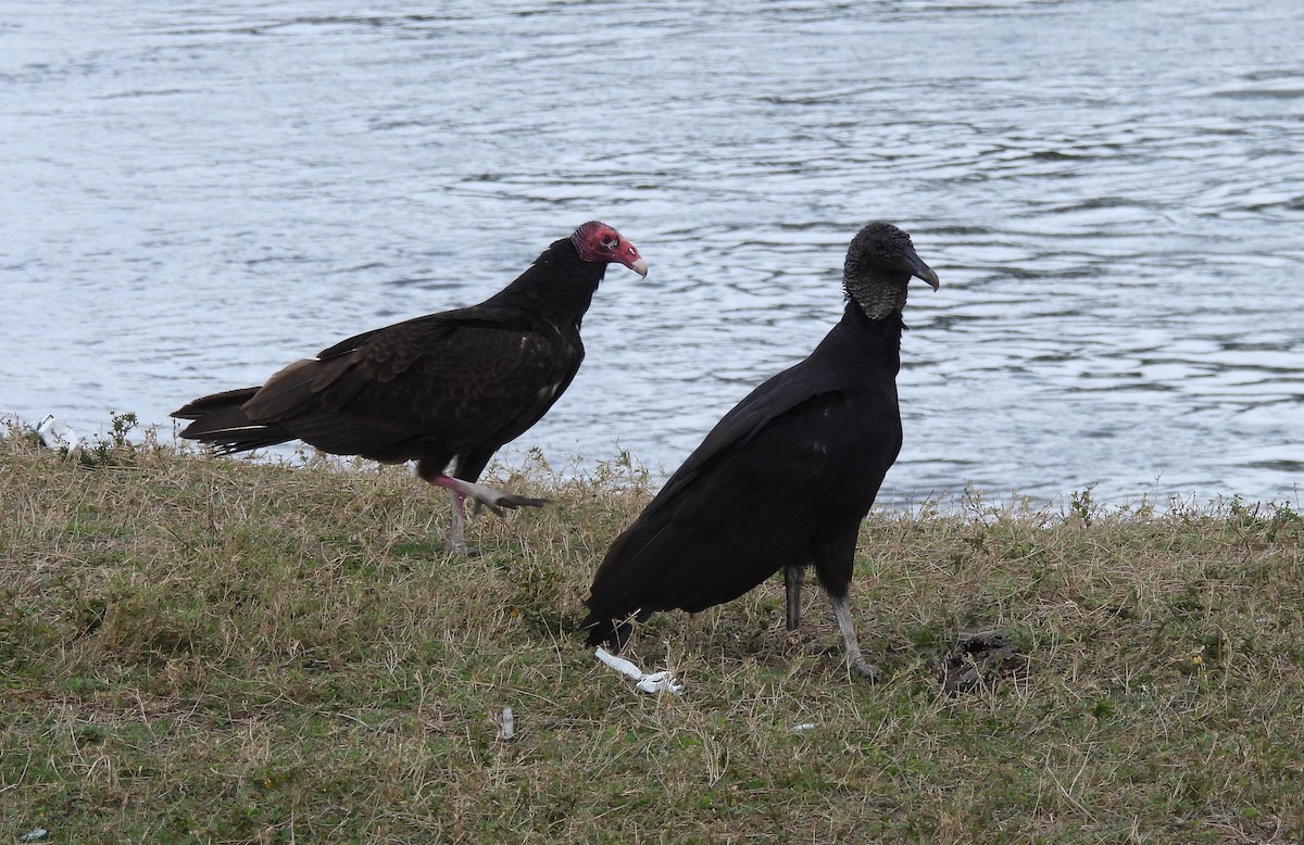Black Vulture - ML633484432
