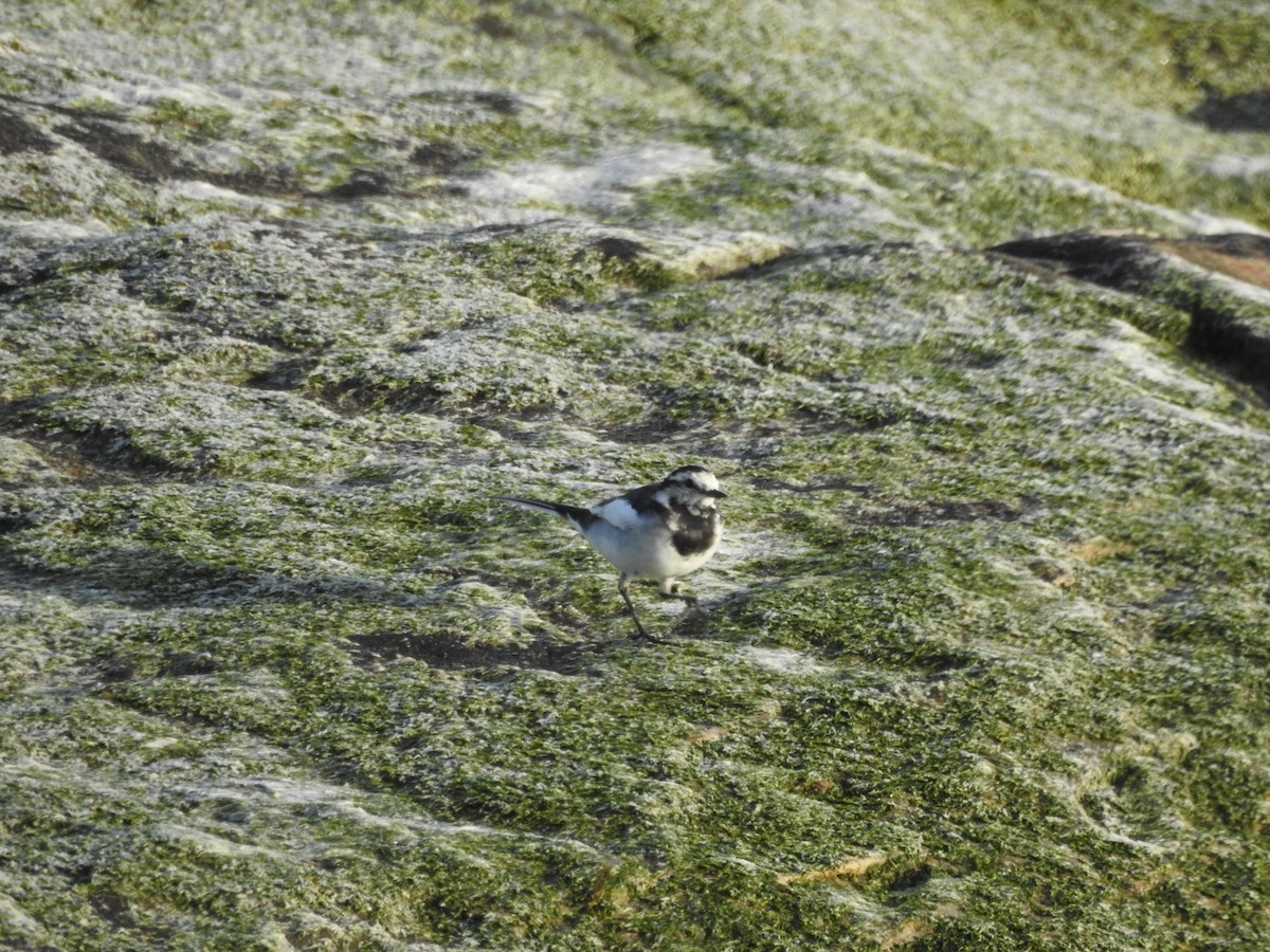 White Wagtail - ML633484443