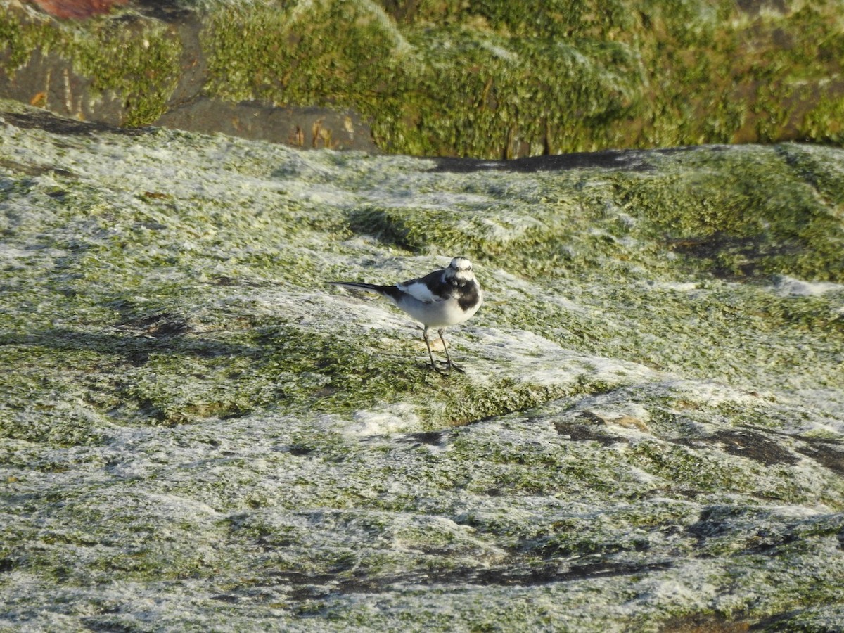 White Wagtail - ML633484444