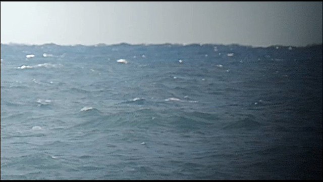 Albatros de Laysan - ML633484458