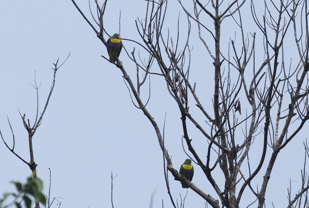 Yellow-bibbed Fruit-Dove - ML633484491