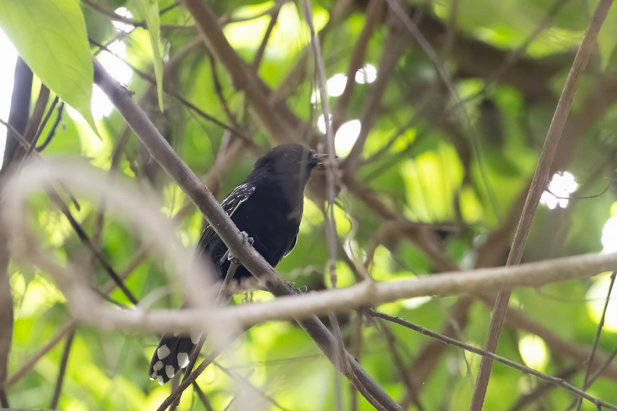 Jet Antbird - ML633484510