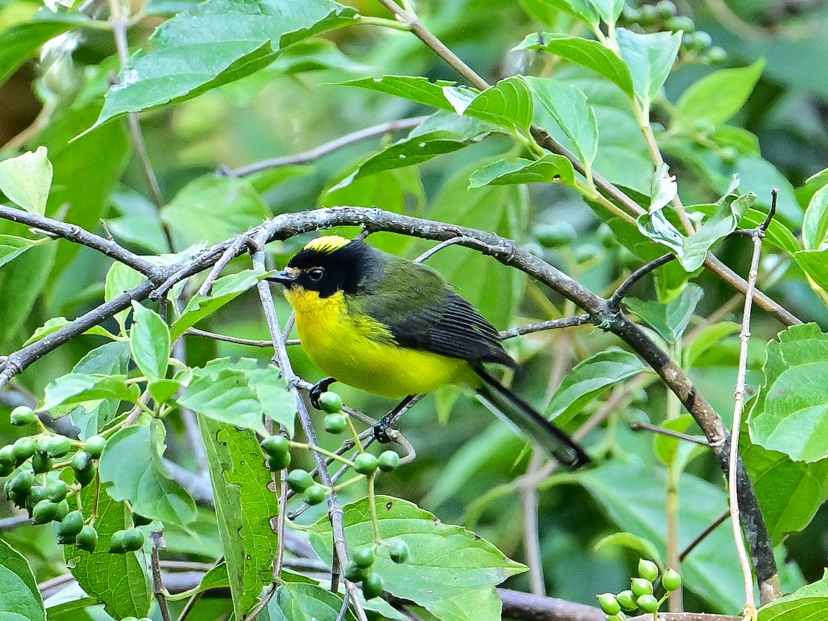 Yellow-crowned Redstart - ML633484511