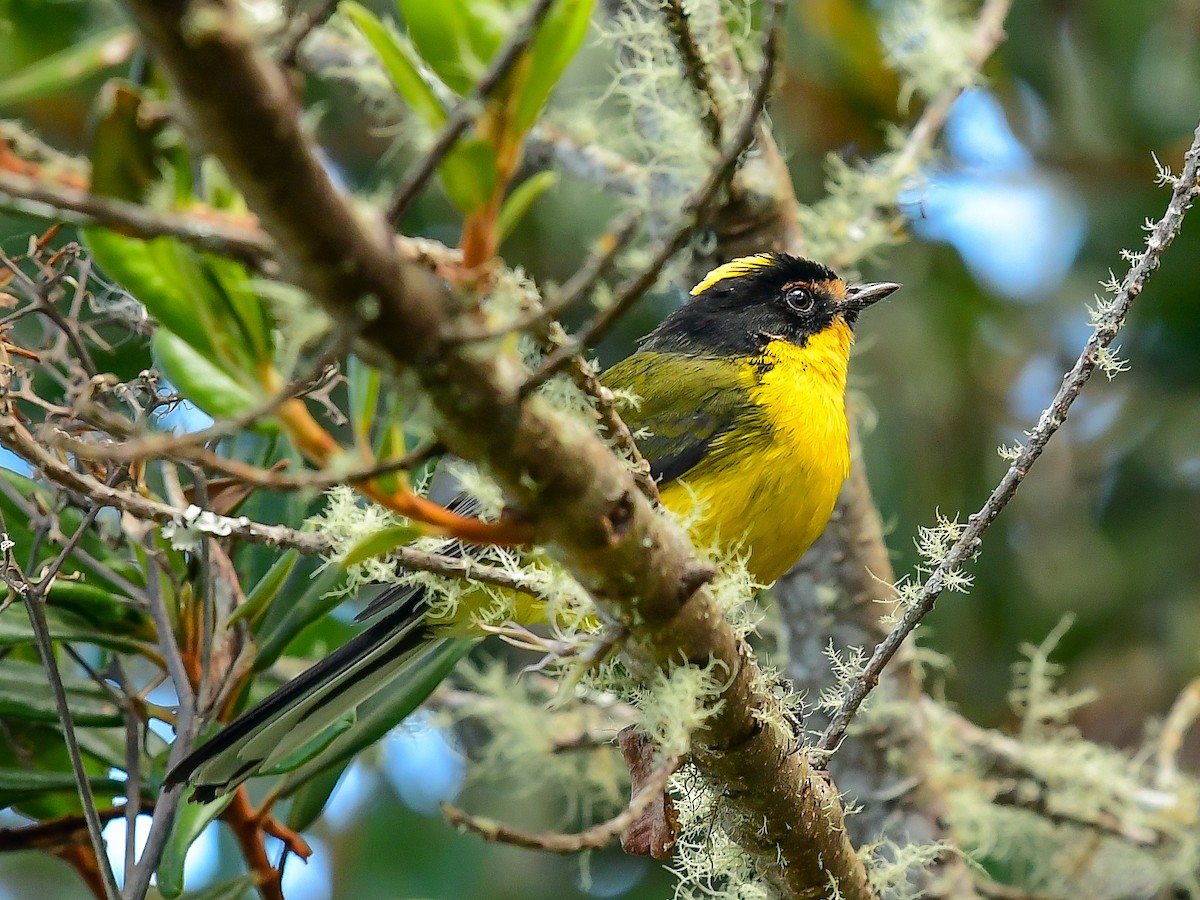 Yellow-crowned Redstart - ML633484512