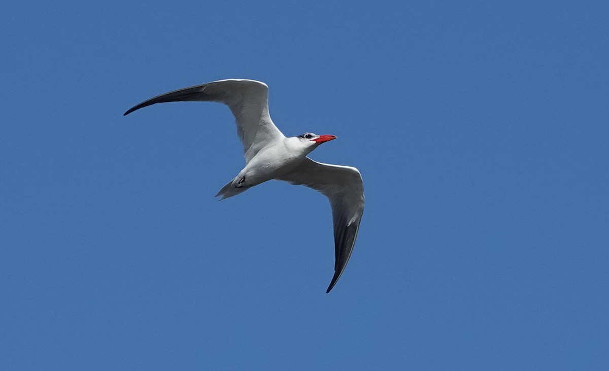 Caspian Tern - ML633484513
