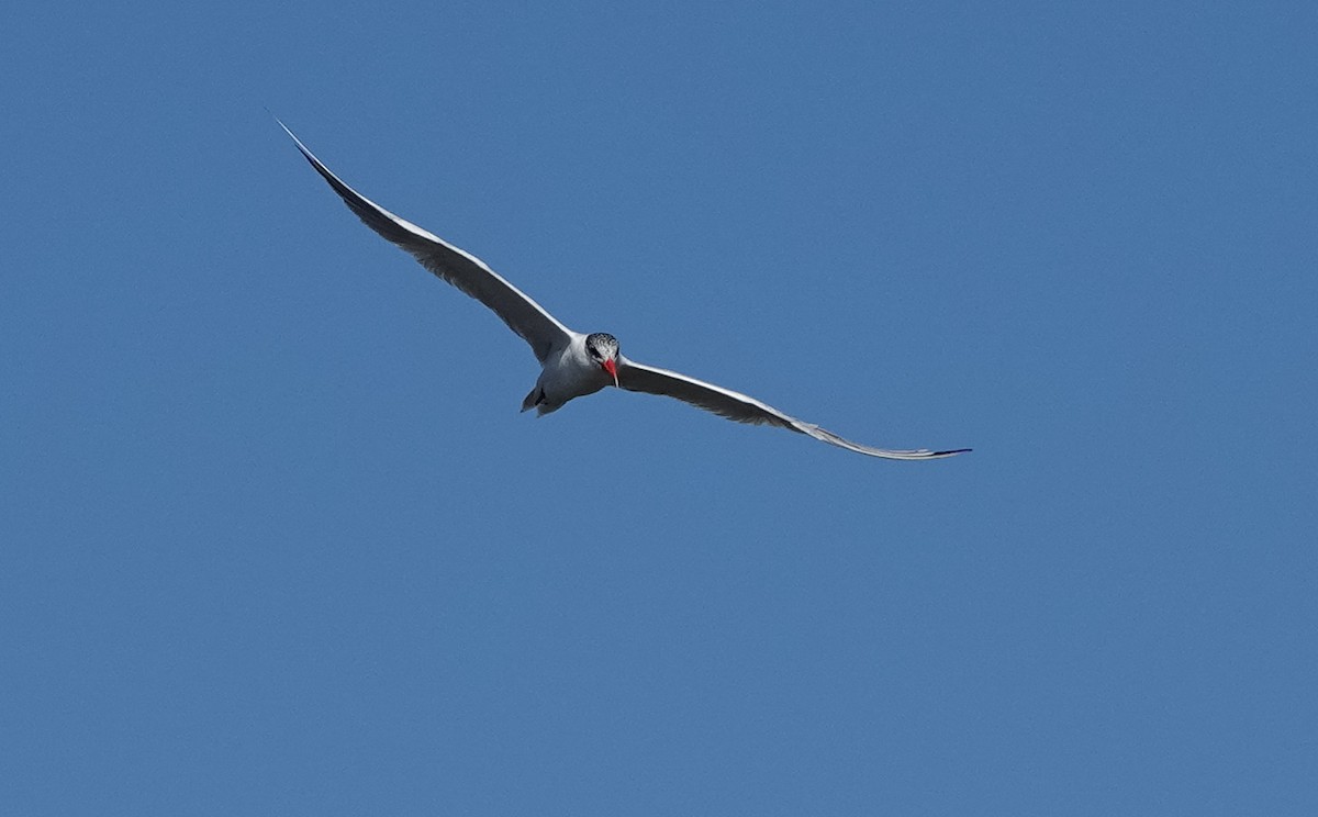 Caspian Tern - ML633484514