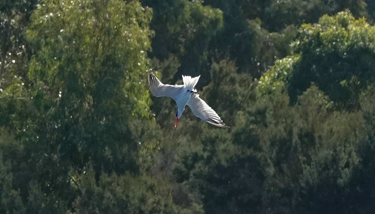 Caspian Tern - ML633484515