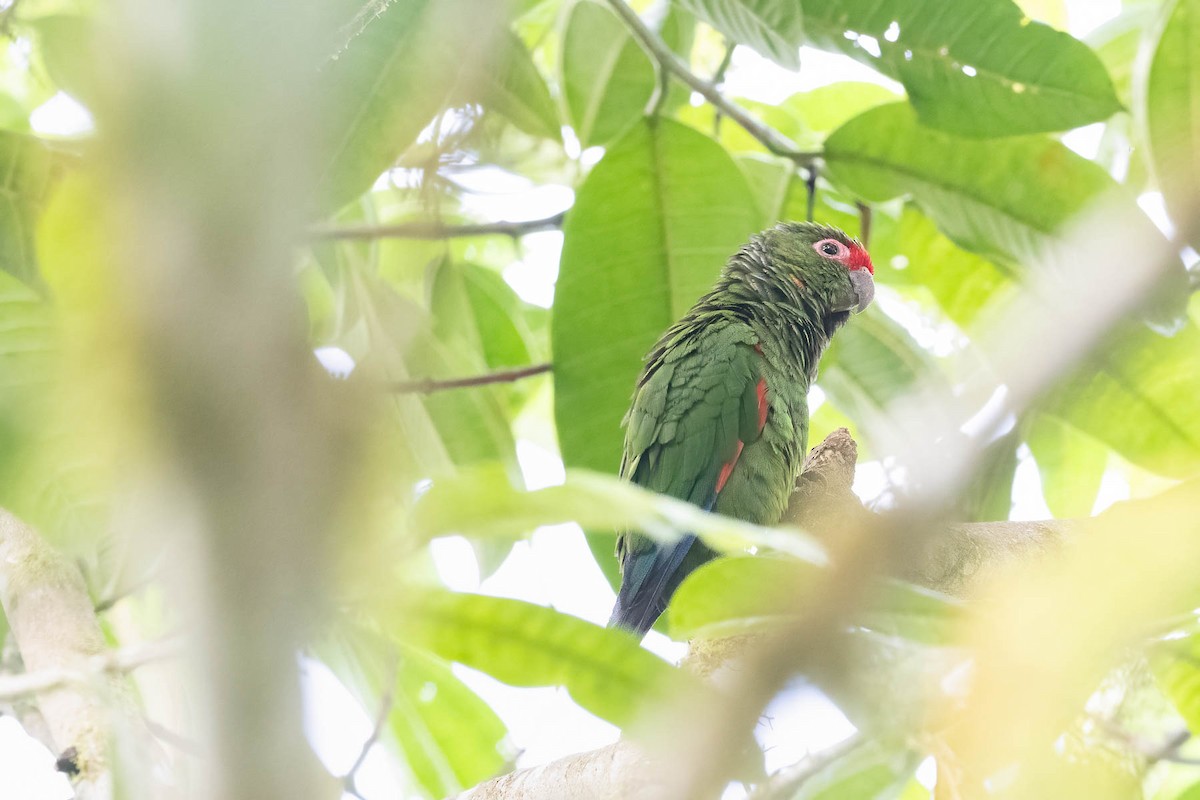 El Oro Parakeet - ML633484538