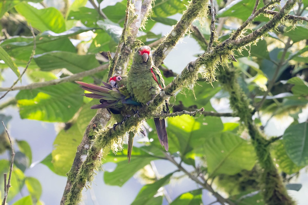 El Oro Parakeet - ML633484543