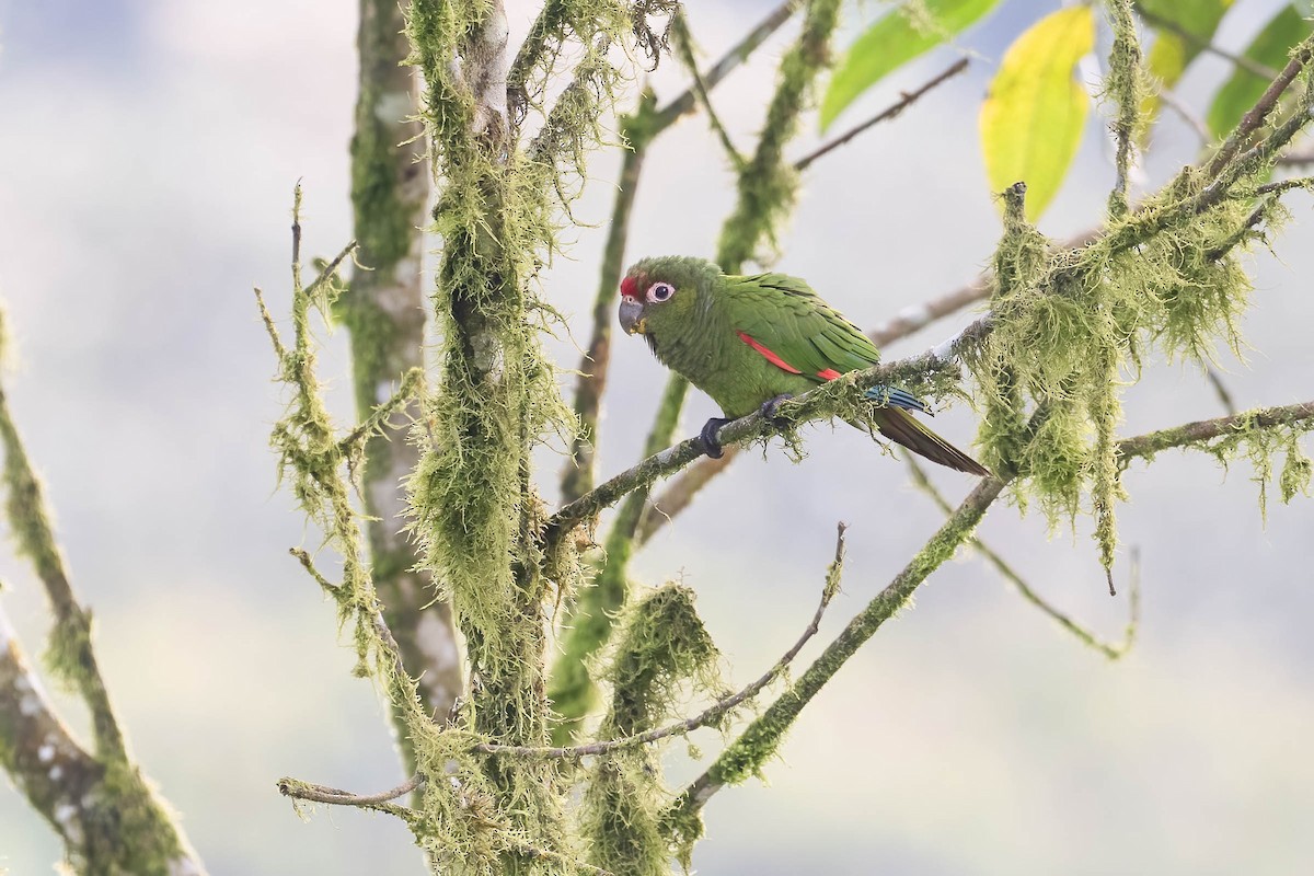 El Oro Parakeet - ML633484544