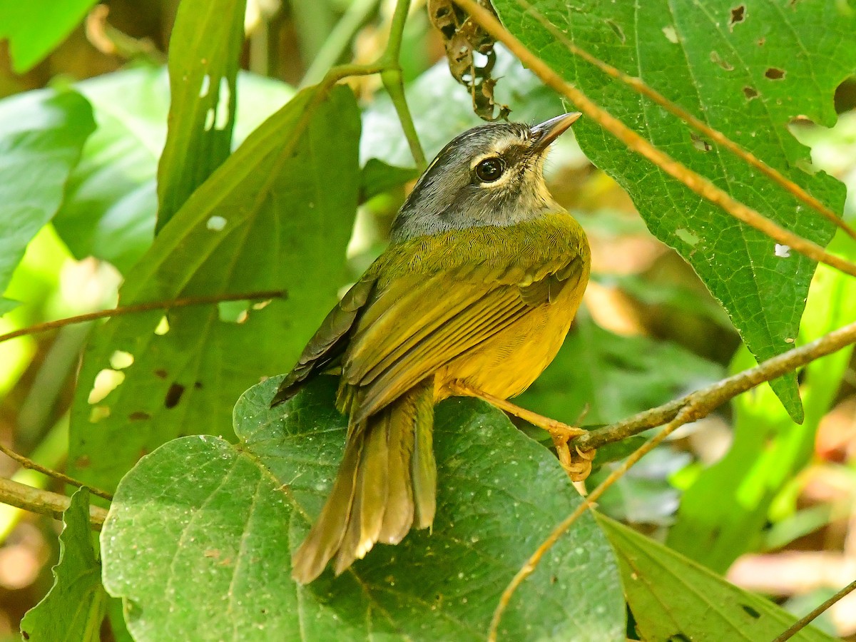 White-lored Warbler - ML633484551