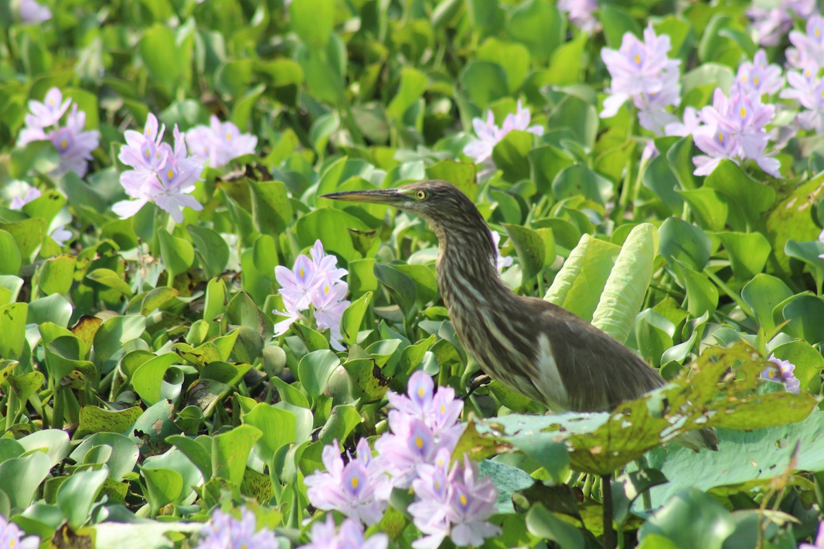 Indian Pond-Heron - ML633484581