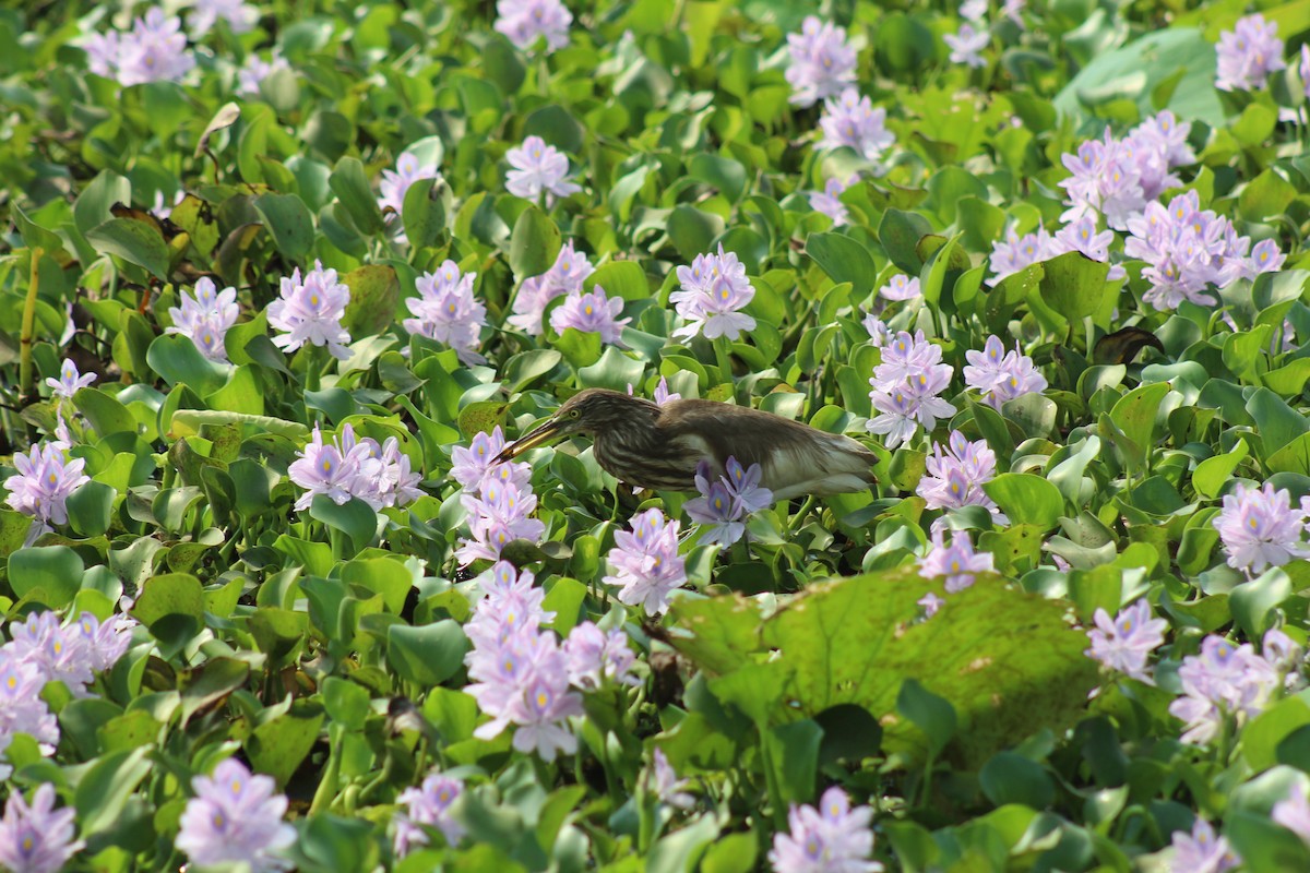 Indian Pond-Heron - ML633484582