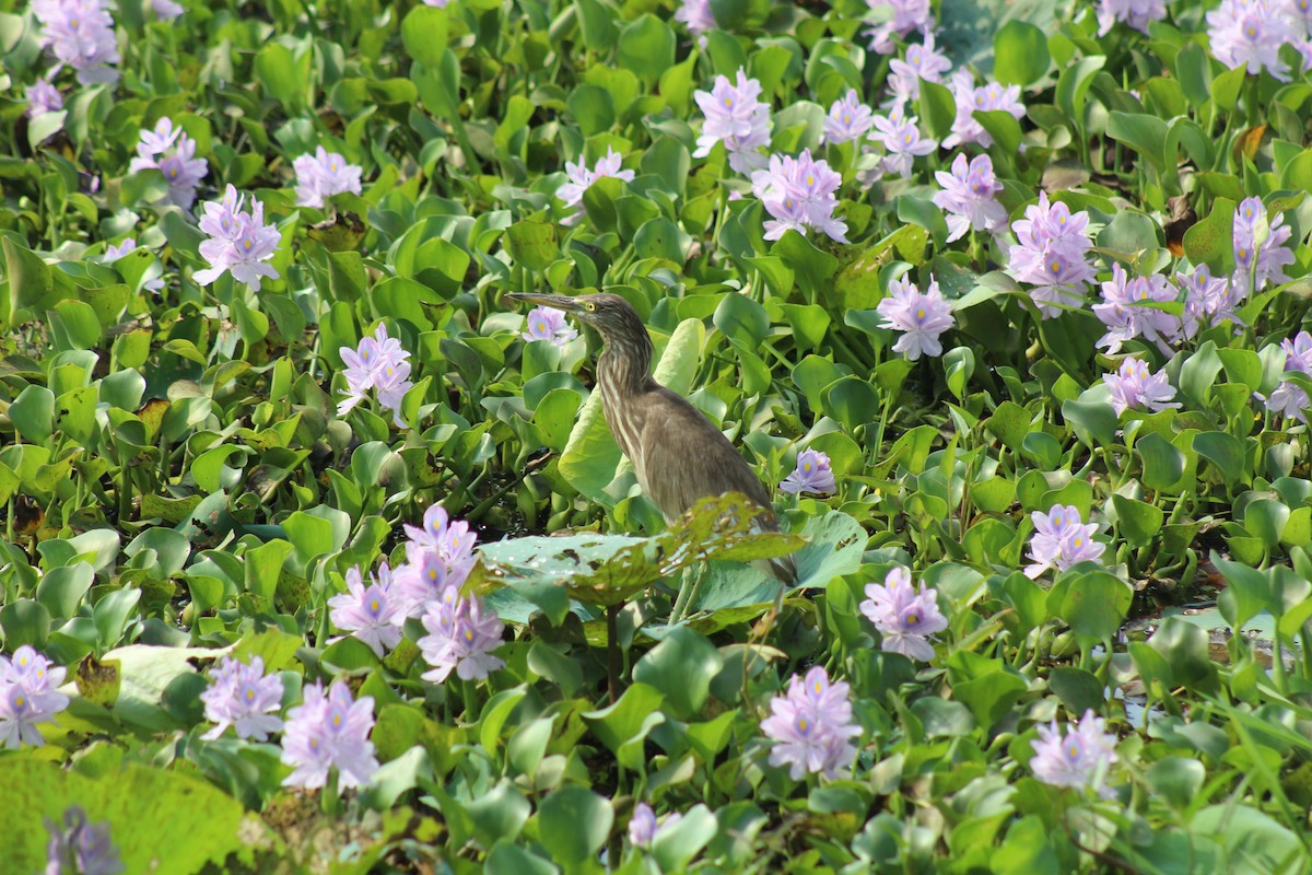 Indian Pond-Heron - ML633484584