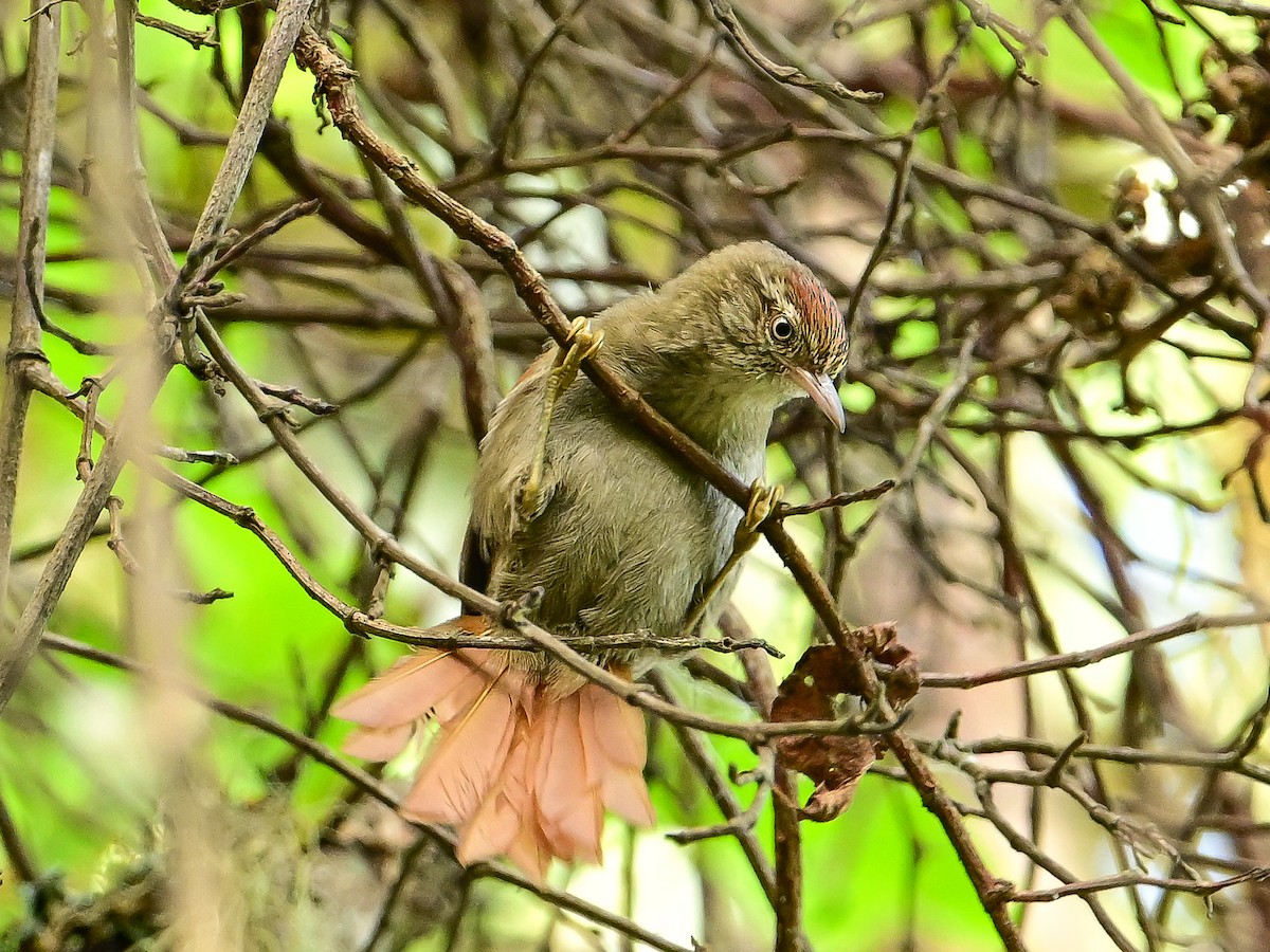 Streak-capped Spinetail - ML633484652